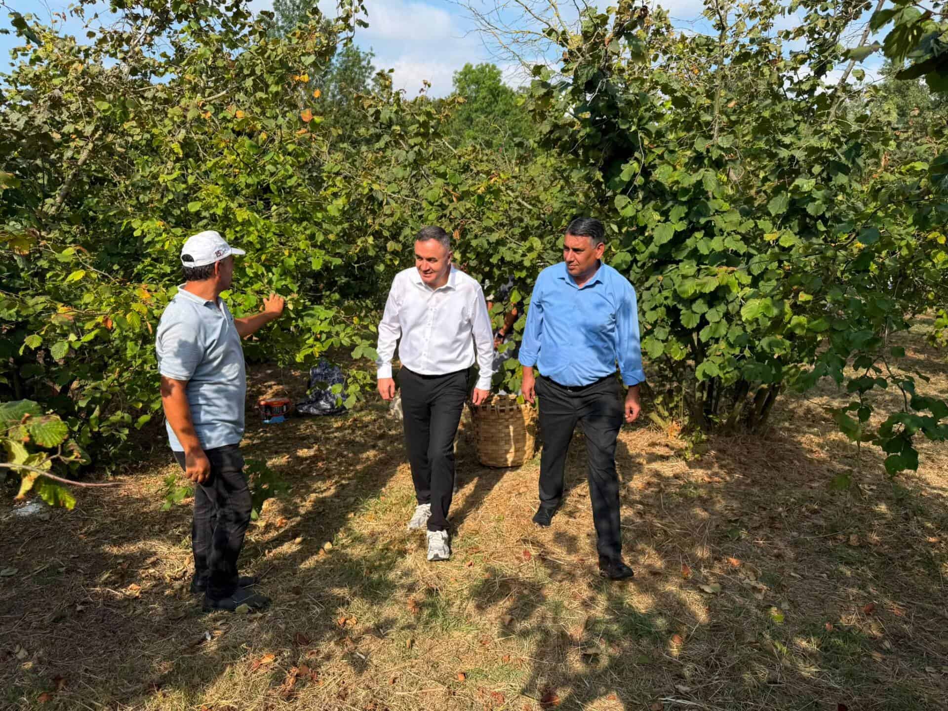 Elmalı Mahallesi’nde Fındık Hasadı Devam Ediyor