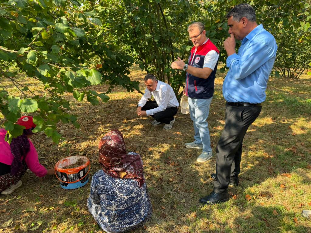 Elmalı Mahallesi’nde Fındık Hasadı Devam Ediyor