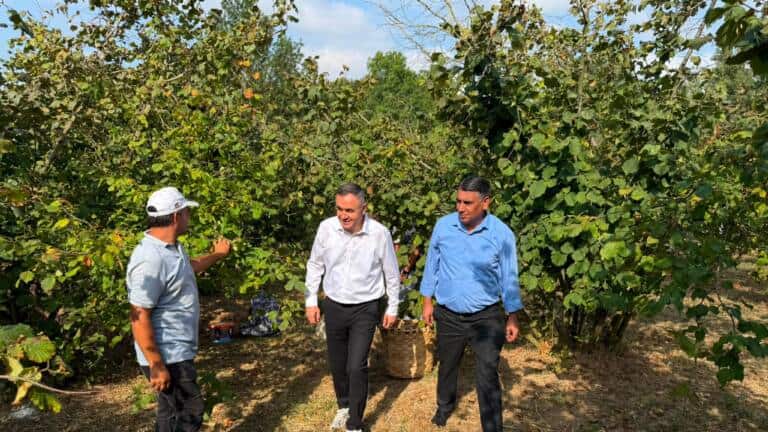 Elmalı Mahallesi’nde Fındık Hasadı Devam Ediyor