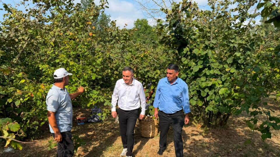 Elmalı Mahallesi’nde Fındık Hasadı Devam Ediyor