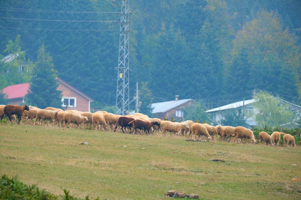 Hendek Yaylalarında Sonbahar Doğa Yürüyüşleri Devam Ediyor
