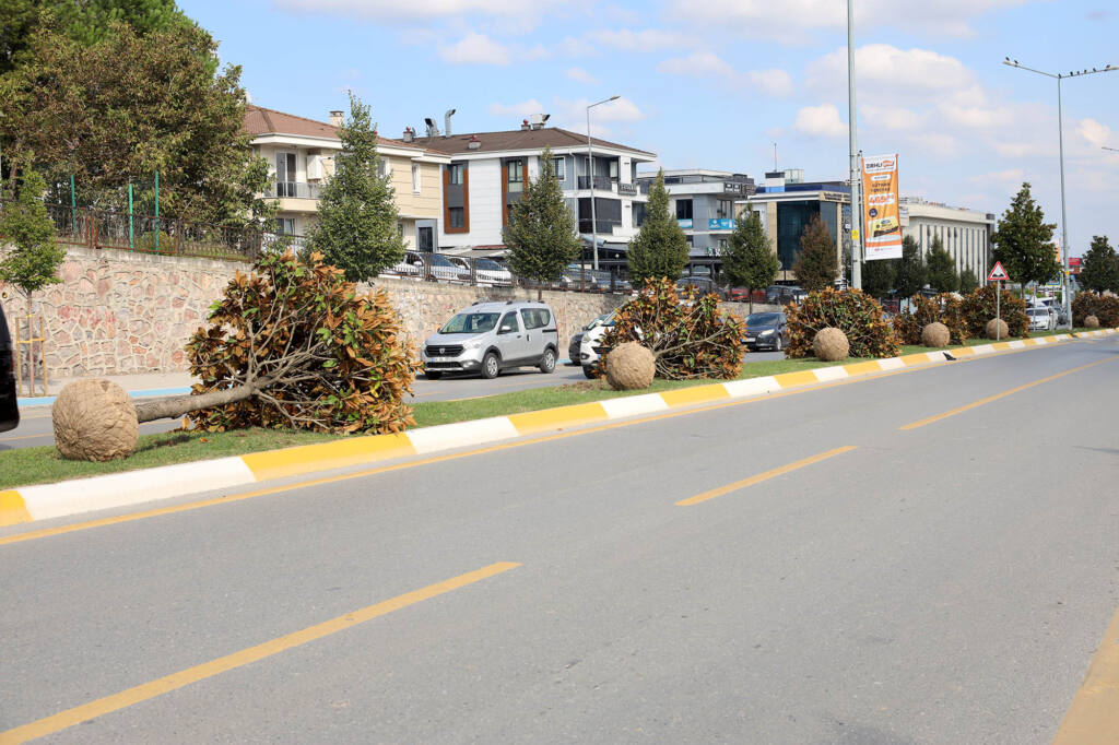 Adapazarı-Serdivan Tramvay Hattı İçin Ağaçlar Taşınıyor