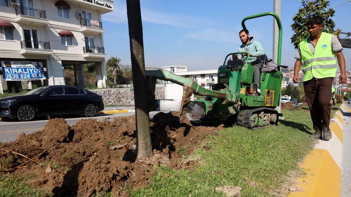 Adapazarı-Serdivan Tramvay Hattı İçin Ağaçlar Taşınıyor