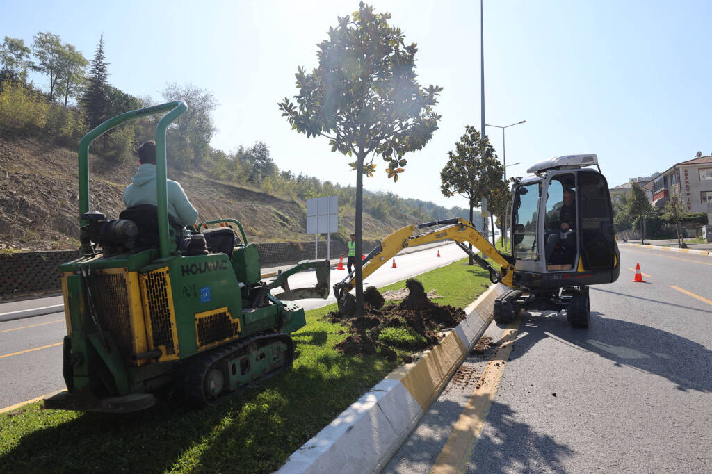 Adapazarı-Serdivan Tramvay Hattı İçin Ağaçlar Taşınıyor