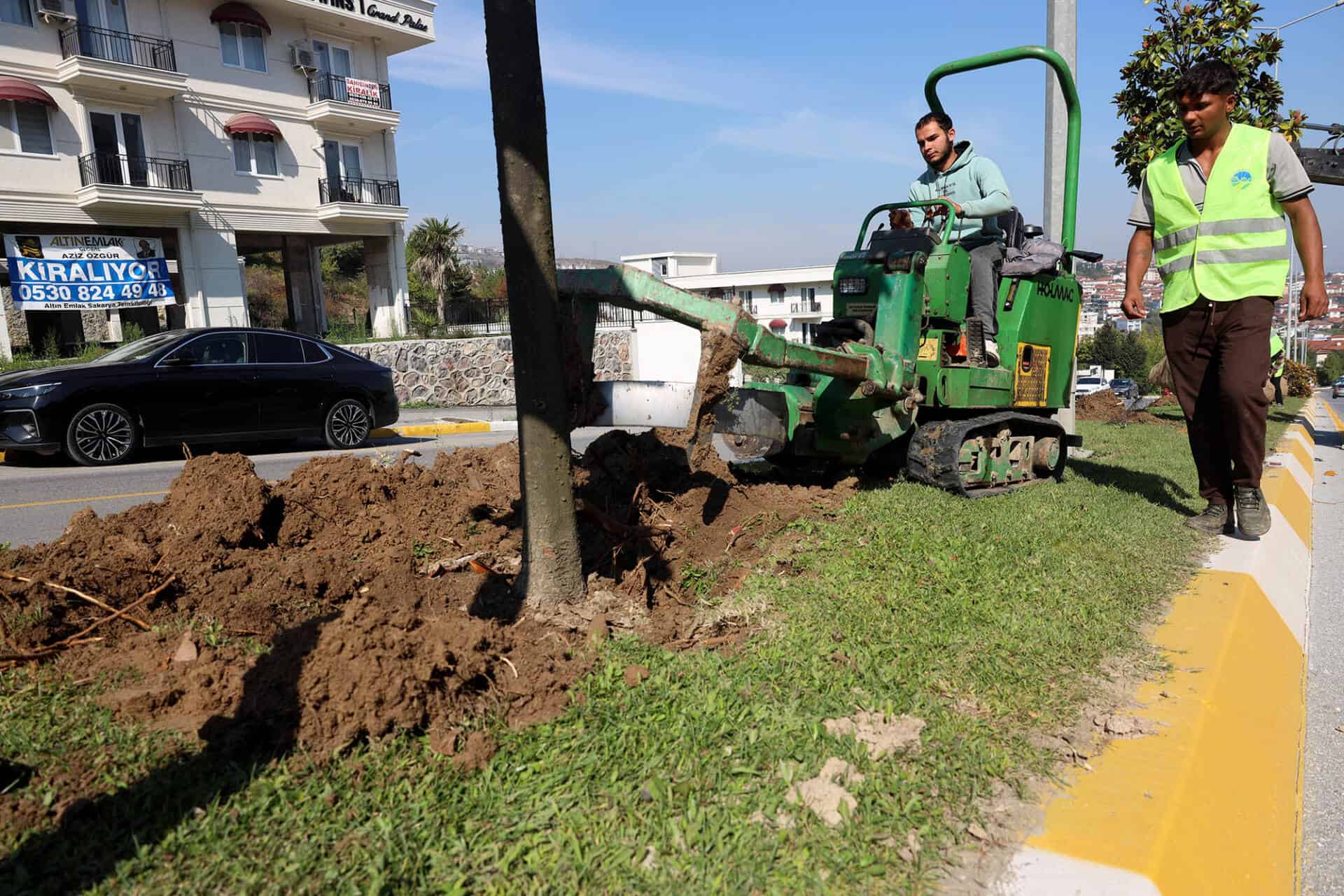 Adapazarı-Serdivan Tramvay Hattı İçin Ağaçlar Taşınıyor