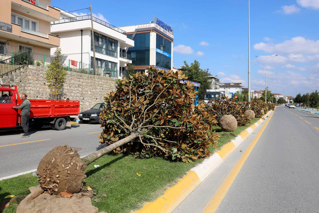 Adapazarı-Serdivan Tramvay Hattı İçin Ağaçlar Taşınıyor