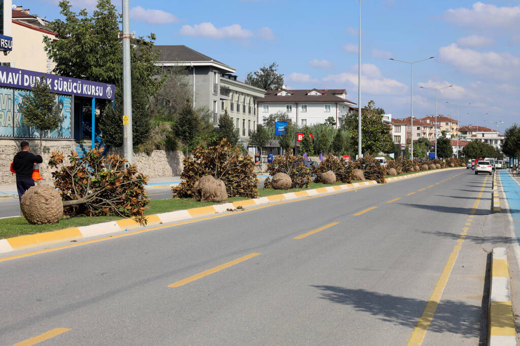 Adapazarı-Serdivan Tramvay Hattı İçin Ağaçlar Taşınıyor