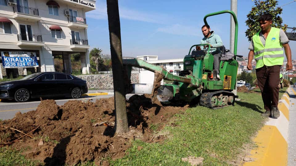 Adapazarı-Serdivan Tramvay Hattı İçin Ağaçlar Taşınıyor